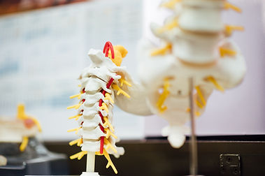 Spine bones