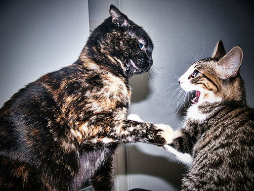 Tortoiseshell and tabby cats face off indoors, paws touching, one meowing wide open against a gray wall.