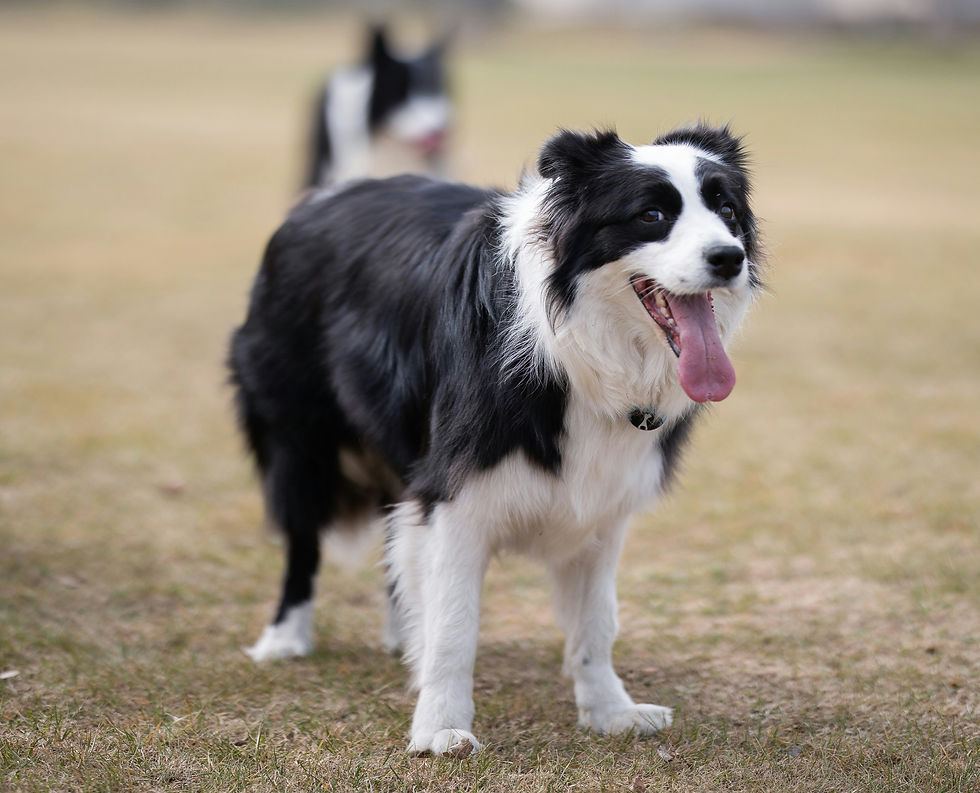 Case in point: Border Collie's possess a relentless work ethic and require intense daily physical and mental exercise to avoid destructive behaviour.