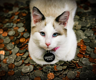 Image by Syed F Hashemi