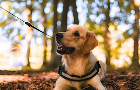 Golden Retriever on lead