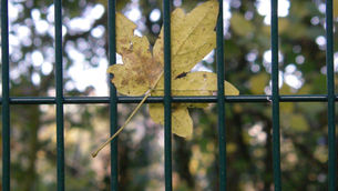 Yellow autumn leaf caught on a dark green metal fence, with blurred trees and soft light in the background.