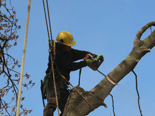 Proper pruning helps trees grow stronger, safer, and healthier. Learn how professional tree pruning in McGaheysville, VA protects your landscape and property.