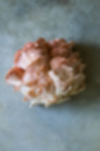 Oyster Mushrooms
