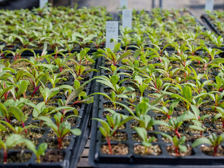 The Future of Sustainable Agriculture: A Step-by-Step Guide to Vertical Farming