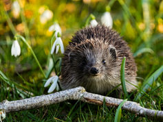 NIEUW ONDERZOEK WIJST OP EEN VERBAND TUSSEN HET VOEDSELPATROON VAN EGELS EN DE OPHOPING VAN GIFTIGE STOFFEN