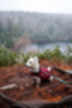 Westie West Highland White Terrier Seattle Purebred Dog Rescue