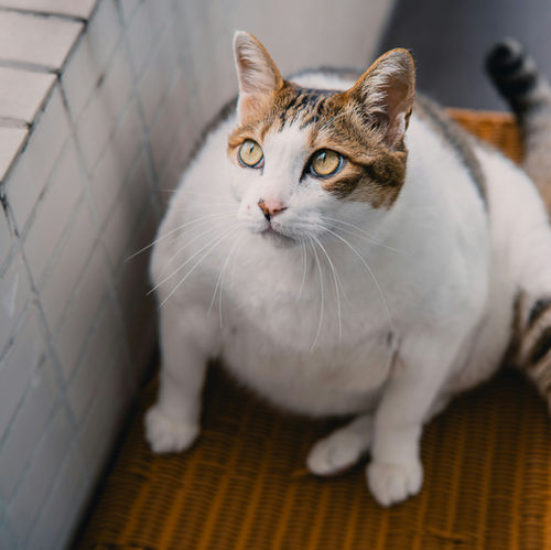 Helping Your Cat Slim Down: Safe & Smart Weight Loss Tips for Overweight Cats