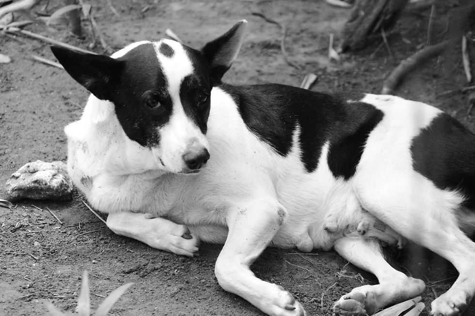 Köpeklerde Mide Dönmesi / Torsiyonu (Gastrik Dilatasyon Volvulus): Riskli Irklar ve Tedavi Süreci ve Ameliyat