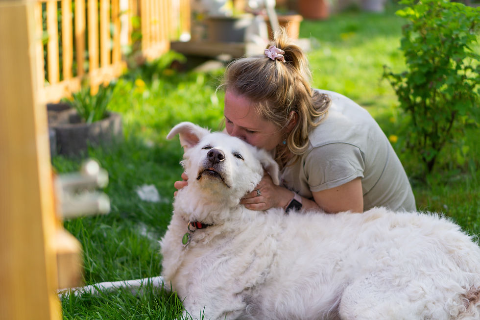 Woman cuddles a large white dog in a sunny garden. The dog looks content. Lush green grass and wooden fences in the background.