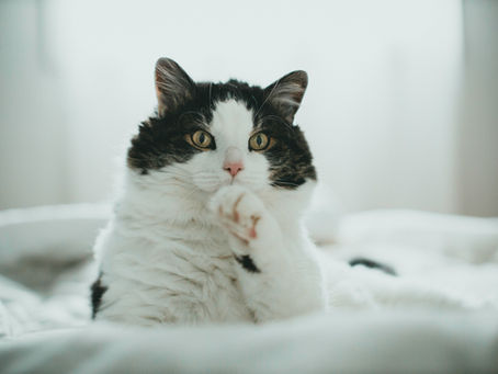 Katze putzt sich nicht mehr