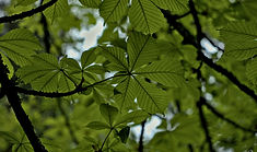 Image by Henry Schneider