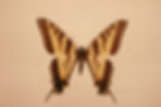 Papillon