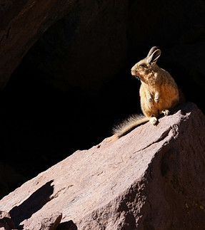 Image by Diego MarÃn