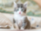 MooPet Pet Insurance Best Pet Insurance in the UAE. Cute kitten.