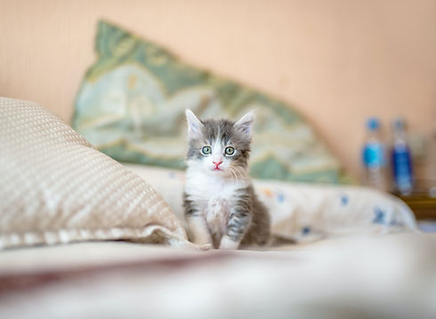 Image by Kote Puerto