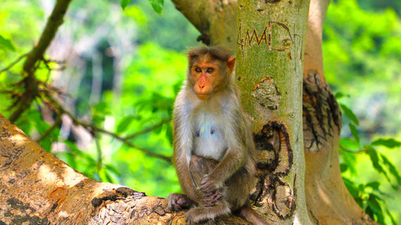 Image by Manivannan Sivakumar
