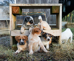 Image by Laura Roberts