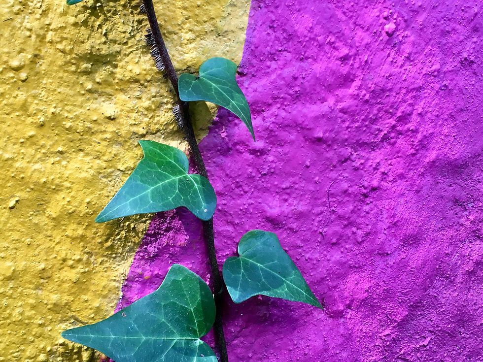 A plant making its way through a crack in a wall.