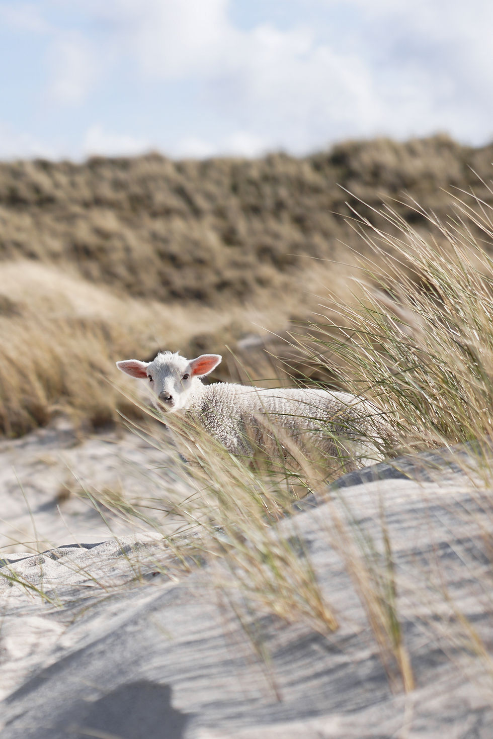 Schaf Düne Sylt