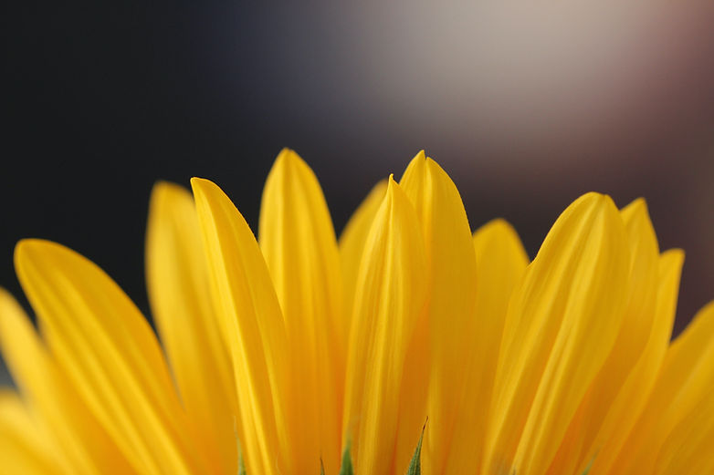 Yellow Flower Petals