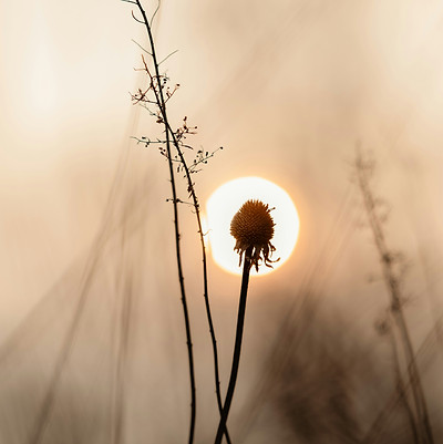Image by Valeria Reverdo