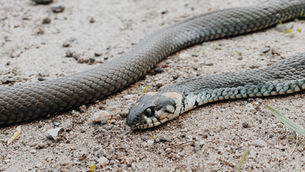 The Seeds of Awakening