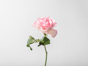 Interview with Author Rosie Hartwig-Benson!