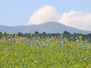 Il paesaggio che diventa formaggio