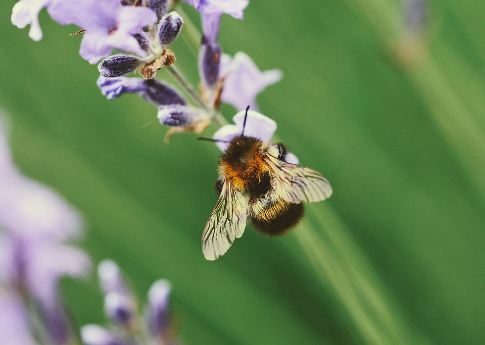 Image by Kristīne Zāle (Macro Viewpoint)