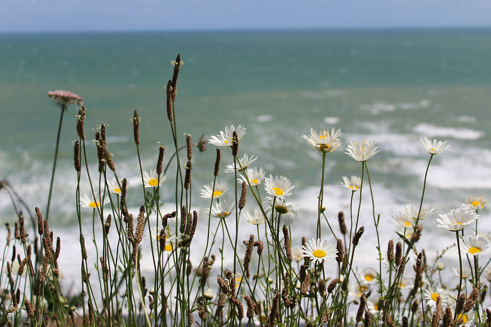 Image by Victoria Andrade