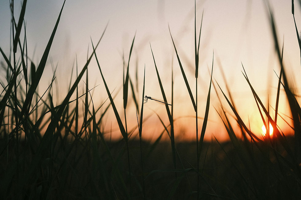 Image by Ingmar
