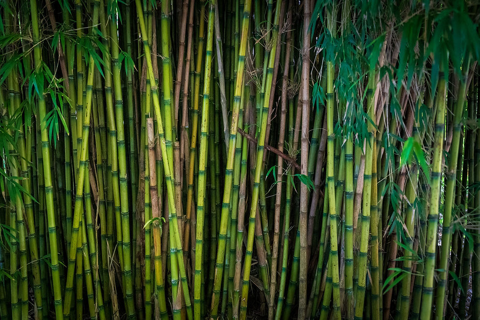 fast growing plants for privacy