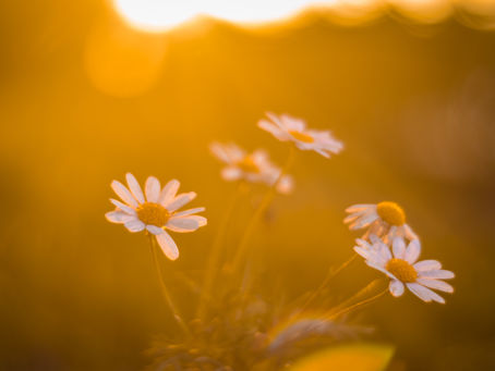 daisy-like flowers in dusky light