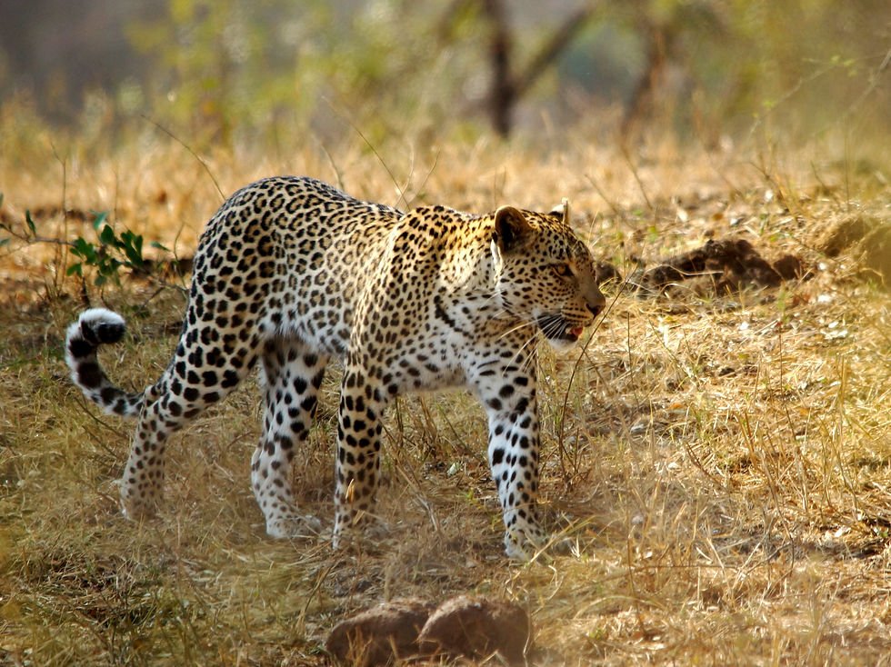 Distribution of Leopards