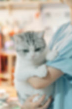What is the Rabies Vaccine? What You Need to Know About its Duration of Effect, Protection, and Dosage Schedule.