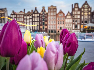 Get on a Tulip-Filled Adventure in Amsterdam