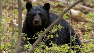 Florida’s Black Bear Hunt Sparks Debate Across the South