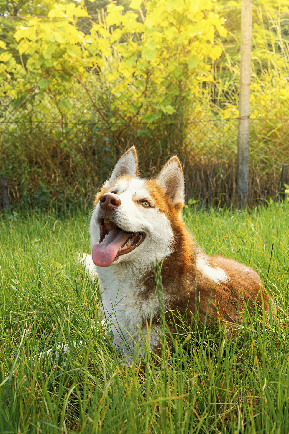 This post has nothing to do with this dog. I just think he's adorable.