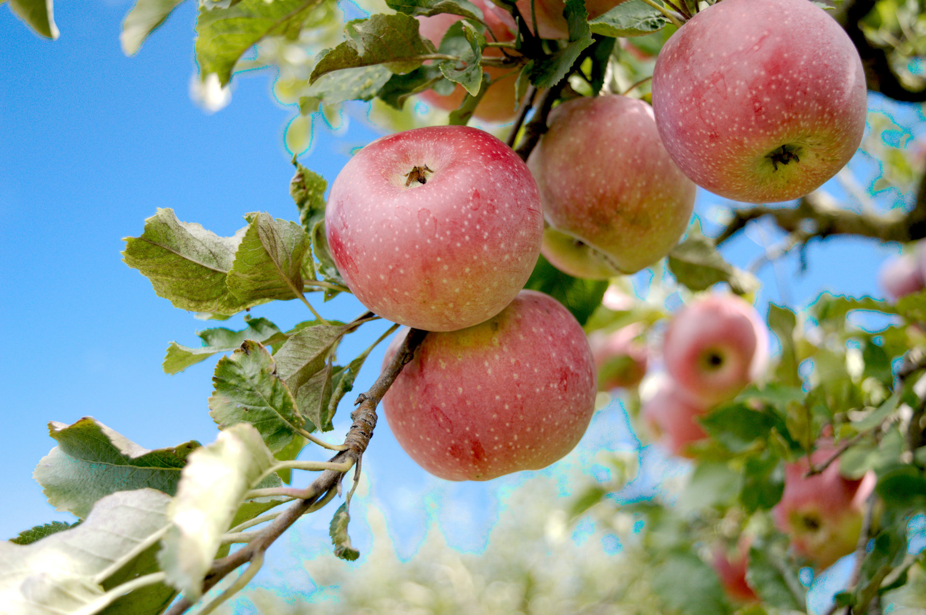 Leading Dermatologist Hails Apples As Secret Snack For glowing Skin