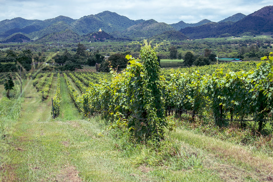 Burgundy Côte de Nuits