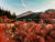 Oregon in Fall: A Photographer’s Guide to Capturing Autumn Color