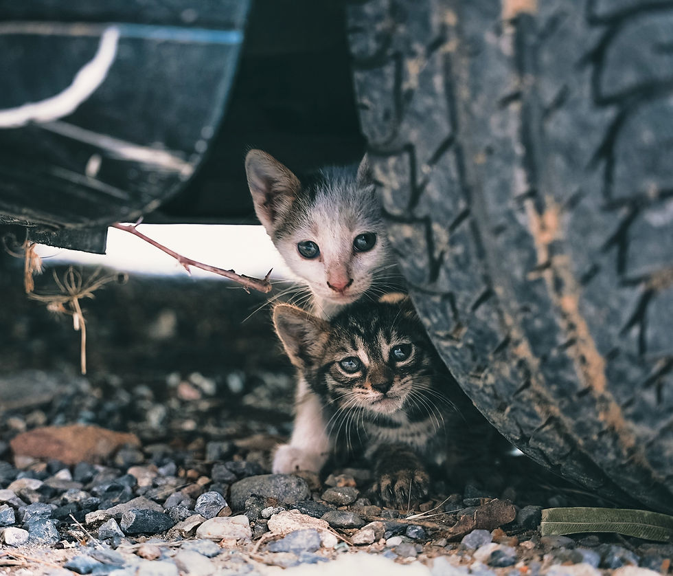 Image by Jonathan Ansel Moy de Vitry