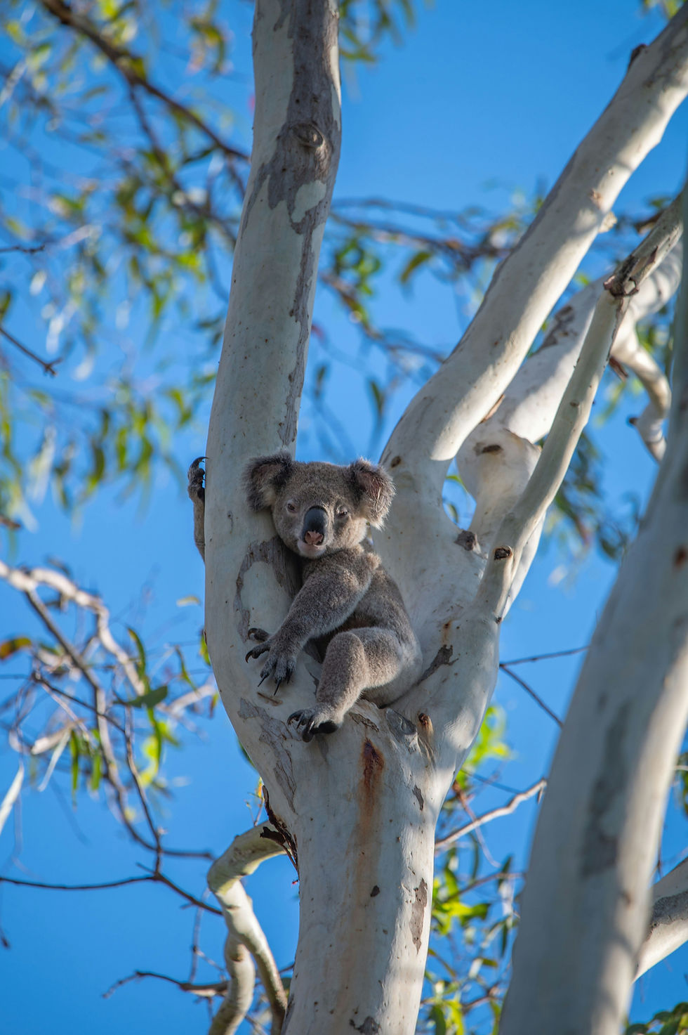 Koala in a gum tree, Travel Guide Queensland. Image by Leon Andov
