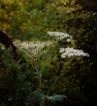 Image de Alex Simpson