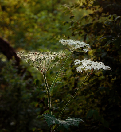 Fleurs - crédits Alex Simpson