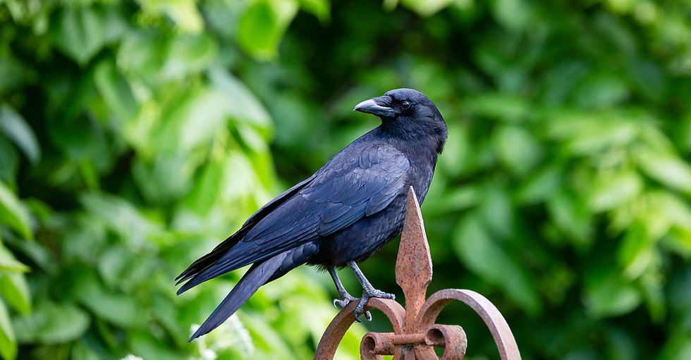 Image by Pete Nuij