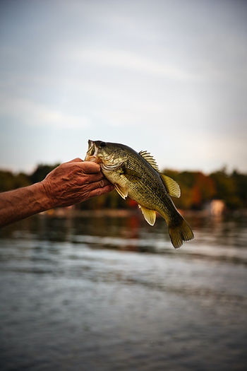 Largemouth bass, also known as black bass, are one of the most popular game fish in North America, and are sought after by anglers for their strong fight and acrobatic jumps. They are native to freshwater habitats across the United States and can be found in a variety of environments, including lakes, rivers, ponds, and reservoirs.