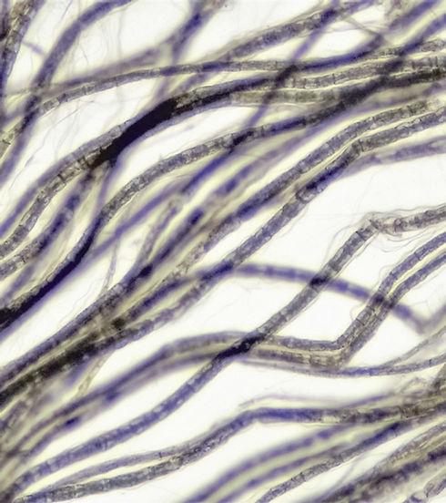 Image by Bioscience Image Library by Fayette Reynolds