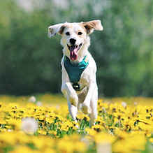 Image by Rafaëlla Waasdorp